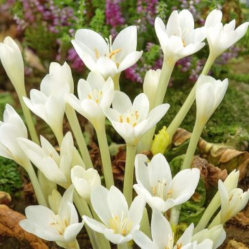 Colchicum autumnale Album / Őszi kikerics fehér 1 db (LA)