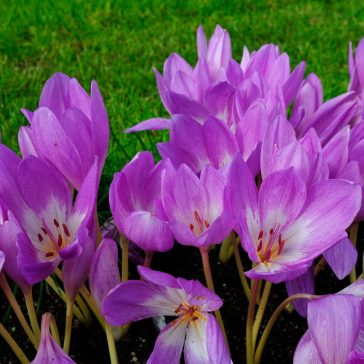 Colchicum Giant / Őszi kikerics 1 db (LA)