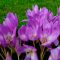 Colchicum Giant / Őszi kikerics 1 db (LA)