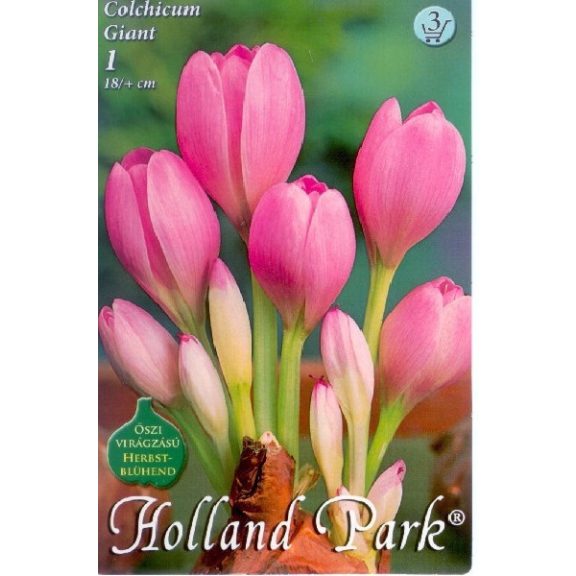 Colchicum Giant / Őszi kikerics 1 db (LA)