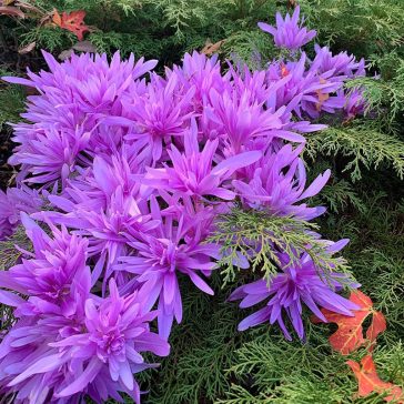 Colchicum Waterlily / Őszi kikerics teltvirágú 1 db (LA)