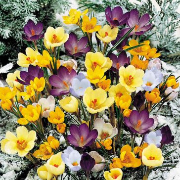   Crocus Botanical mixed / Botanikai krókusz színkeverék 100 db (LA)