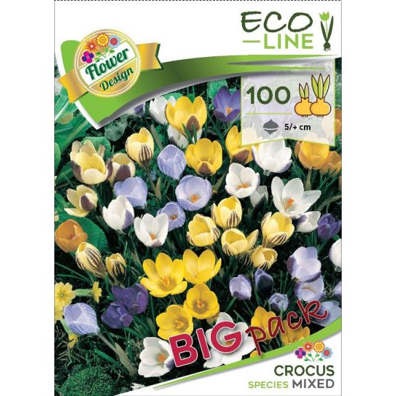 Crocus Botanical mixed / Botanikai krókusz színkeverék 100 db (LA)