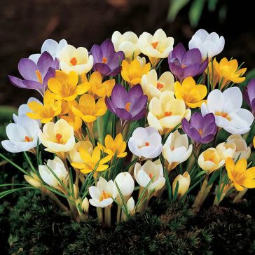   Crocus Botanical mixed / Botanikai krókusz színkeverék 50 db (LA)