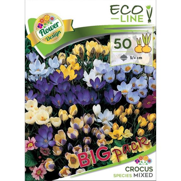 Crocus Botanical mixed / Botanikai krókusz színkeverék 50 db (LA)
