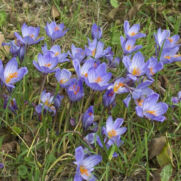 Crocus speciosus / Pompás krókusz / őszi virágzású / 10 db (LA)