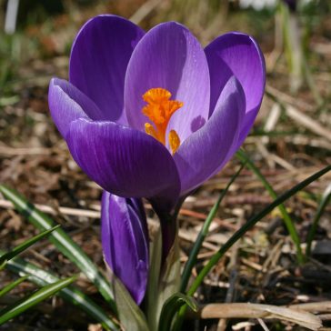   Crocus vernus Flower Record / Nagyvirágú kerti krókusz 8 db (LA)