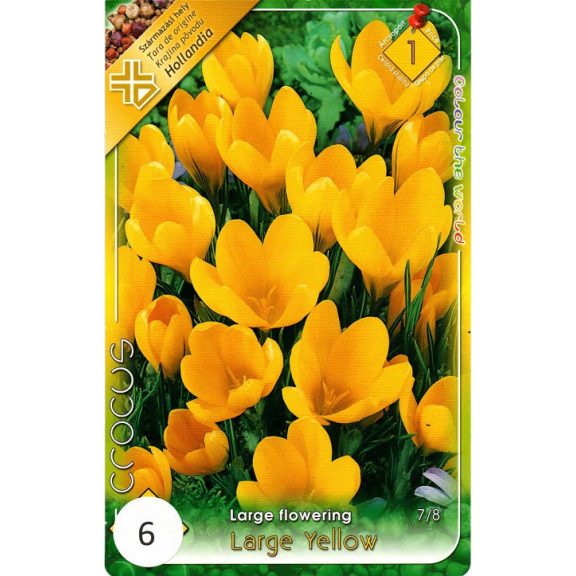 Crocus vernus Large Yellow / Nagyvirágú kerti krókusz 8 db (LA)