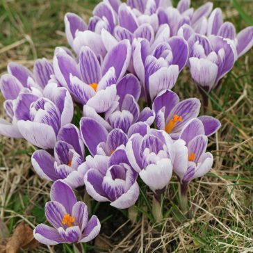   Crocus vernus Pickwick / Nagyvirágú kerti krókusz 8 db (LA)
