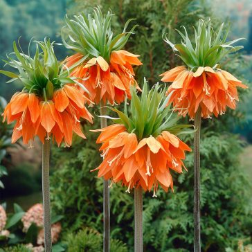  Fritillaria imperialis Aurora / Császárkorona narancs 1 db (LA)