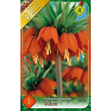  Fritillaria imperialis Rubra / Császárkorona piros 1 db (LA)