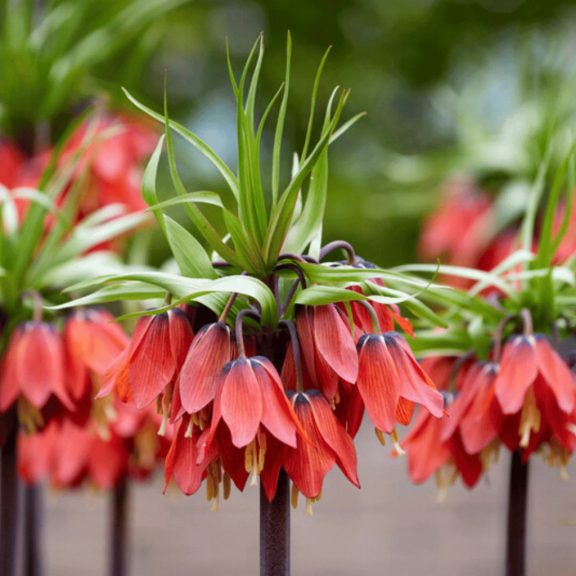 Fritillaria imperialis Rubra / Császárkorona piros 1 db (LA)