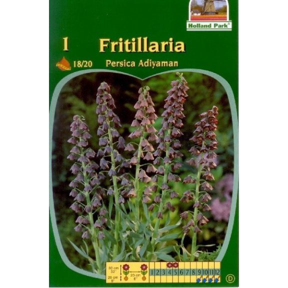 Fritillaria Persica Adiyaman / Perzsa kockásliliom 1 db (LA)