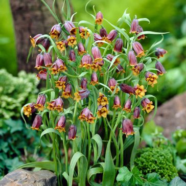 Fritillaria uva-vulpis 10 db (LA)