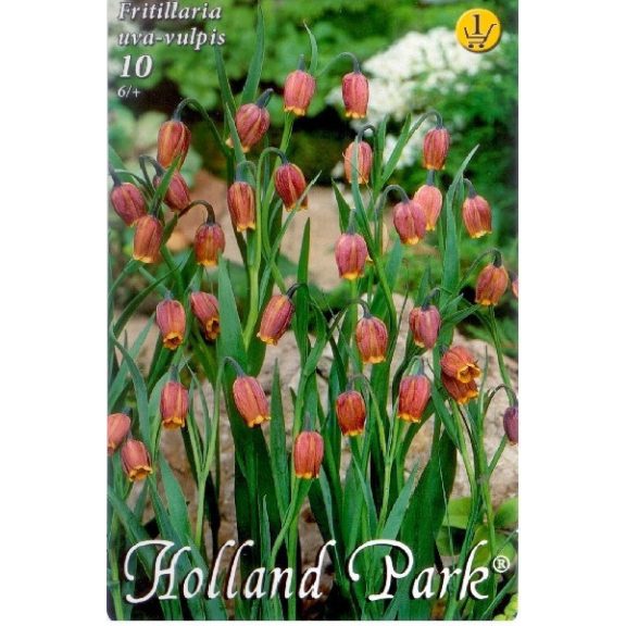 Fritillaria uva-vulpis 10 db (LA)