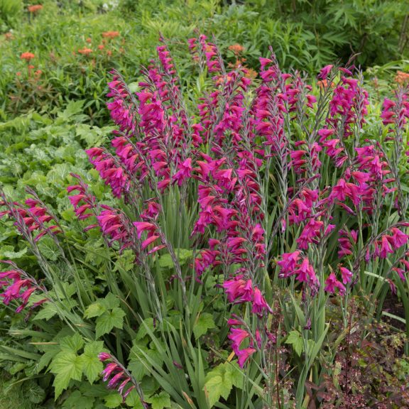 Gladiolus communis ssp. byzantinus / Bizánci kardvirág 10 db (LA)