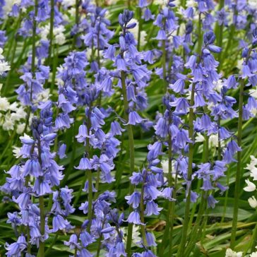 Hyacinthoides hispanica Blue / Spanyol kékharang 10 db (LA)