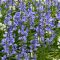 Hyacinthoides hispanica Blue / Spanyol kékharang 10 db (LA)
