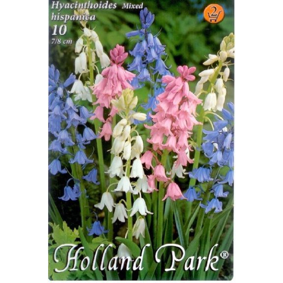 Hyacinthoides hispanica mixed / Spanyol kékharang színkeverék 10 db (LA)
