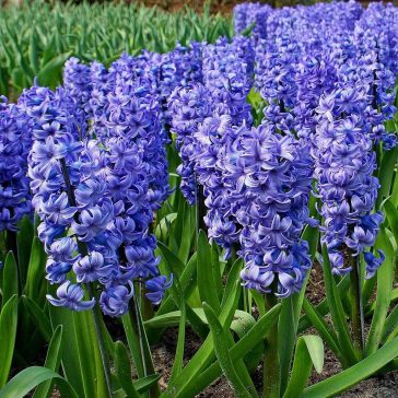 Hyacinthus Delfts Blue / Jácint kék 3 db (LA)