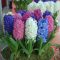 Hyacinthus mixed / Jácint színkeverék 10 db (LA)