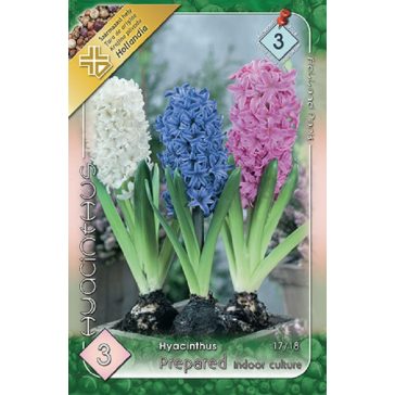   Hyacinthus prepared Mix / Vegyes színű előkezelt jácint mix 3 db (LA)