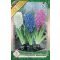 Hyacinthus prepared Mix / Vegyes színű előkezelt jácint mix 3 db (LA)