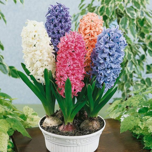 Hyacinthus prepared Mix / Vegyes színű előkezelt jácint mix 3 db (LA)