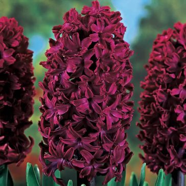 Hyacinthus Woodstock / Jácint 3 db (LA)