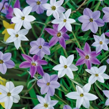   Ipheion mixed / Ibolyás csillaghagyma színkeverék 10 db (LA)