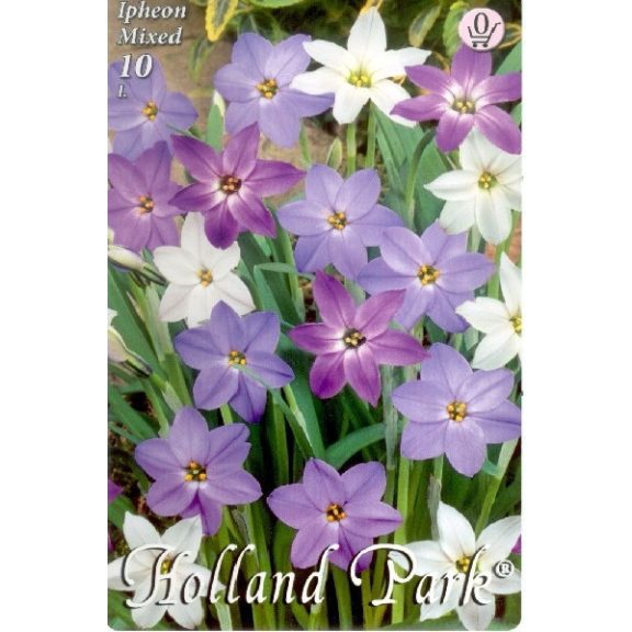 Ipheion mixed / Ibolyás csillaghagyma színkeverék 10 db (LA)