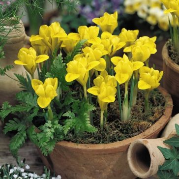 Iris danfordiae / Török nőszirom 10 db (LA)