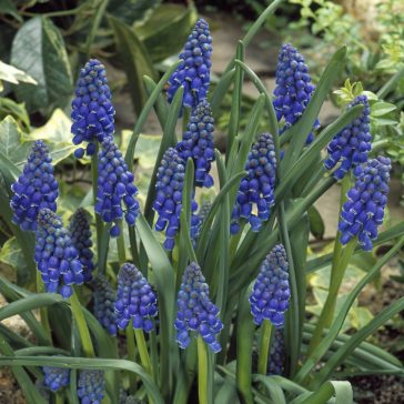 Muscari armeniacum / Örmény gyöngyike 10 db (LA)