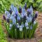 Muscari armeniacum Blue Spike / Teltvirágú gyöngyike 10 db (LA)