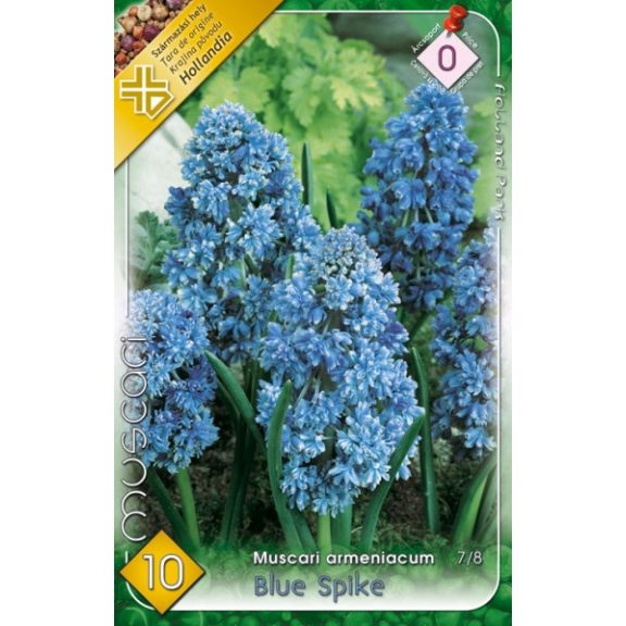 Muscari armeniacum Blue Spike / Teltvirágú gyöngyike 10 db (LA)