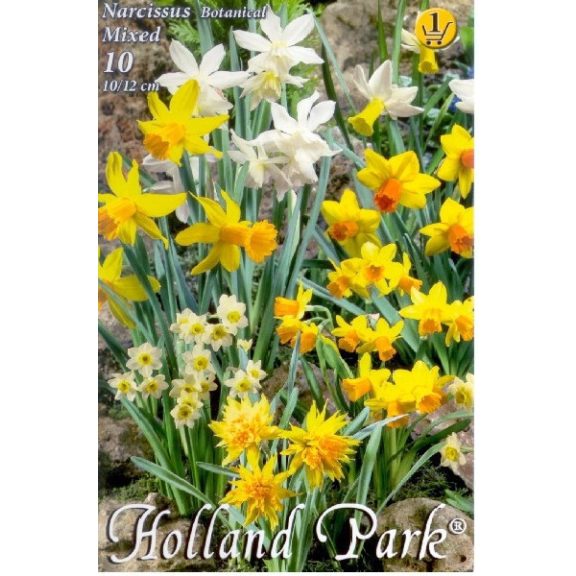 Narcissus Botanical mixed / Nárcisz Törpevirágú mix 10 db (LA)