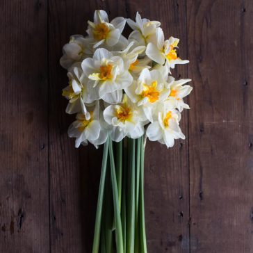 Narcissus Flower Drift / Nárcisz Flower Drift 5 db (LA)