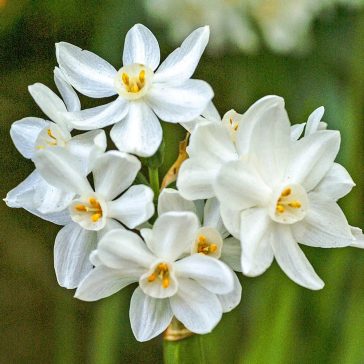 Narcissus Paperwhite / Nárcisz Tazetta 5 db (LA)