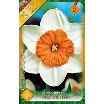 Narcissus Prof. Einstein / Nárcisz Prof. Einstein 5 db (LA)