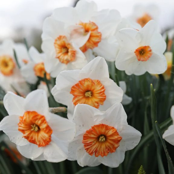 Narcissus Prof. Einstein / Nárcisz Prof. Einstein 5 db (LA)