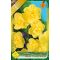Narcissus Yellow Cheerfulness / Nárcisz Yellow Cheerfulness 5 db (LA)