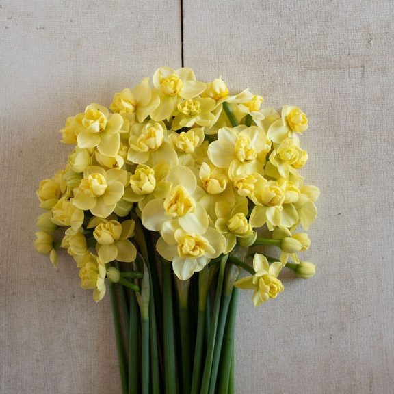 Narcissus Yellow Cheerfulness / Nárcisz Yellow Cheerfulness 5 db (LA)