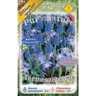 Pure Nature / Muscari+Chionodoxa 14 db (LA)