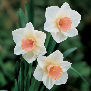 Narcissus Salome / Nárcisz Salome 5 db virághagyma (LA)