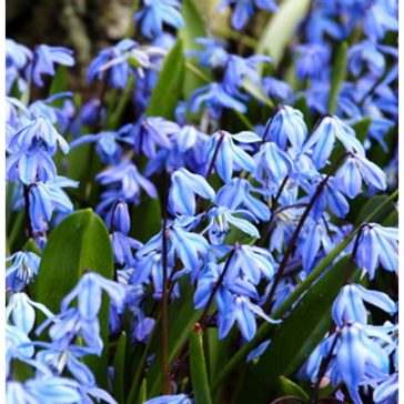 Scilla siberica / Bókoló csillagvirág kék 10 db (LA)
