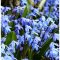 Scilla siberica / Bókoló csillagvirág kék 10 db (LA)