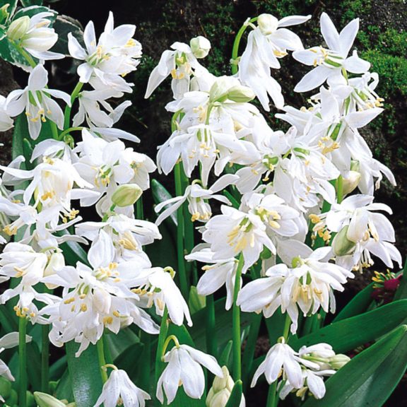 Scilla siberica alba / Bókoló csillagvirág fehér 10 db (LA)