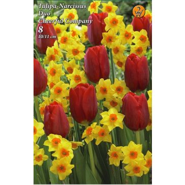   Tulipa-Narcissus Cheerful Company duo / Tulipán-Nárcisz duo 6 db (LA)