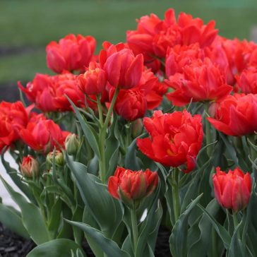 Tulipa Abba / Teltvirágú korai tulipán 6 db (LA)