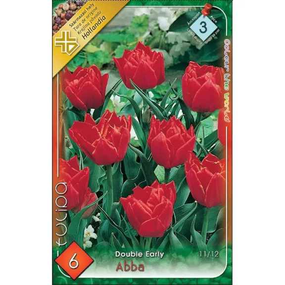 Tulipa Abba / Teltvirágú korai tulipán 6 db (LA)